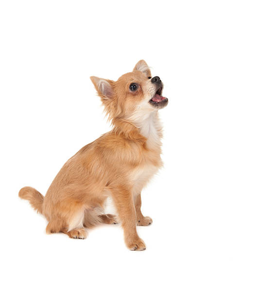 istock Long haired chihuahua puppy dog 499615373
