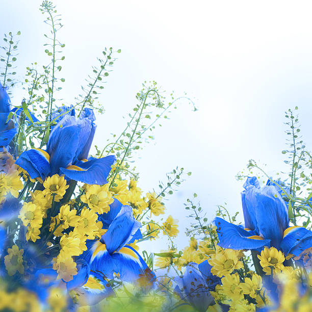 Blue irises with yellow daisies, floral background.