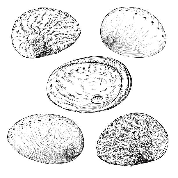 Abalone Shells Vector 140+ Drawing Of A Abalone Shell Stock Illustrations, Royalty-Free ...