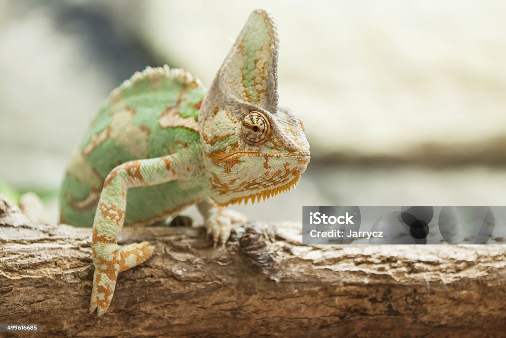 veiled chameleon lizard A veiled chameleon lizard standing on brench Animal Stock Photo