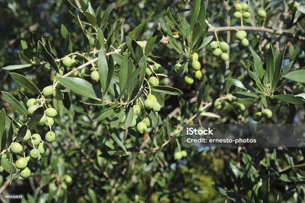 am Baum-Spanien Oliven - Foto de stock de Aceite de oliva libre de derechos