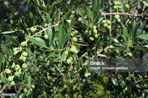 Am Baumspanien Oliven Foto de stock y más banco de imágenes de Aceite de oliva - Aceite de oliva, Agricultura, Aliño para la ensalada