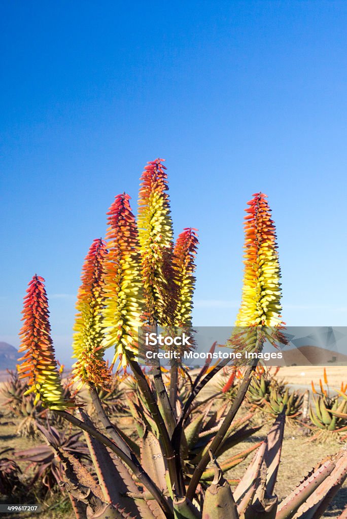 Aloe capensis de KwaZulu-Natal, África do Sul - Royalty-free Aloe Foto de stock