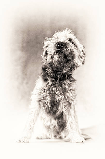 istock Dog, nose, smell, smelling, sniffing, terrier, posing, black, white 499617261