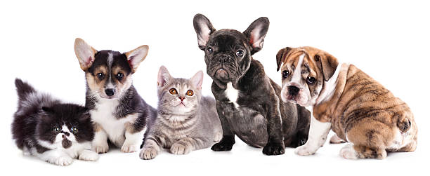 istock group kittens and  puppies 499617407