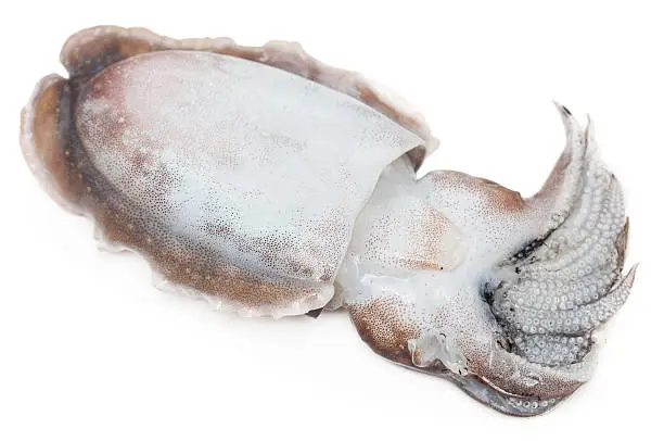 Raw cuttlefish isolated on white background