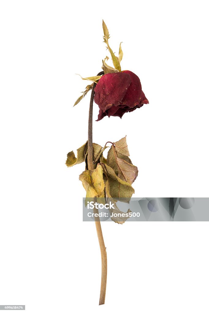 dried rose isolated on white background dried rose isolated on a white background Rose - Flower Stock Photo