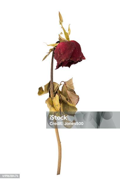 Dried Rose Isolated On White Background Stock Photo - Download Image Now - Rose - Flower, Flower, Dead Plant