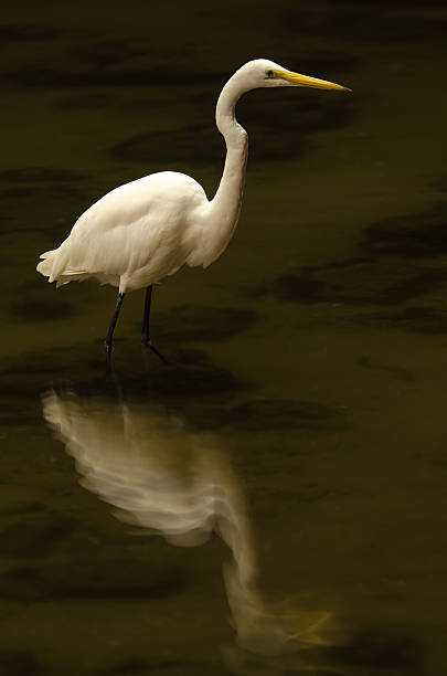 White Heron at night stock photo