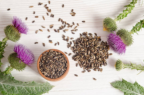 istock Seeds of a milk thistle with flowers 499619234