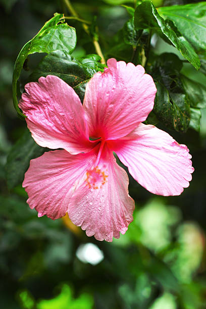 istock Flowers pink - Hibiscus flower 499619595