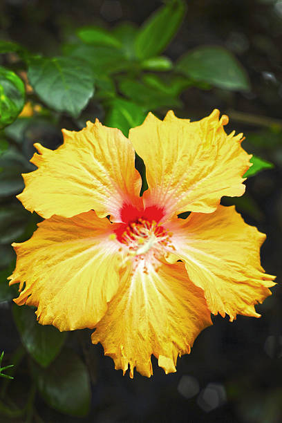 istock Flowers orange - Hibiscus flower 499619787