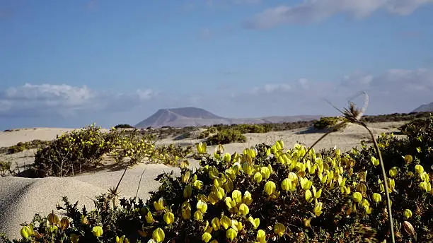 yellow flowers and mountain backdrop,  Park Natural, Corralejo, Fuerteventura, Canary islands.