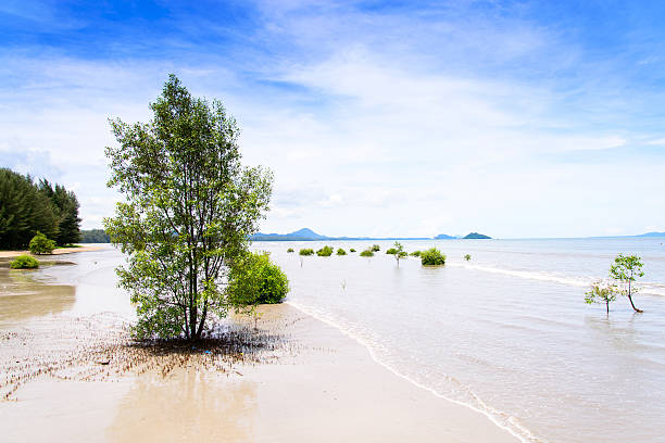 istock landscape of tropical beach 499621099