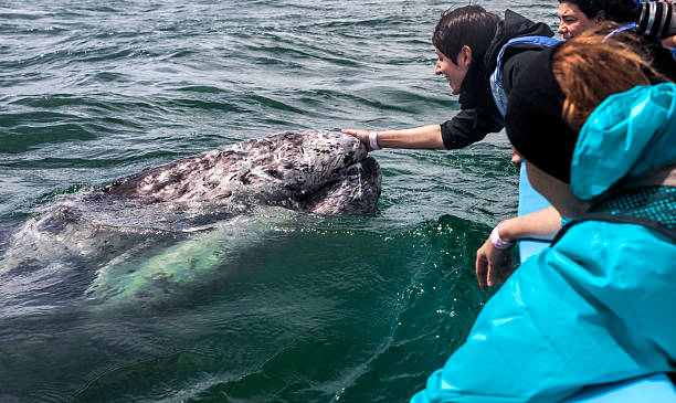 Woman Caressing A Gray Whale