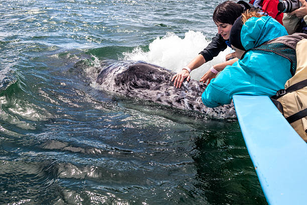istock Women touching a Gray Whale 499621495