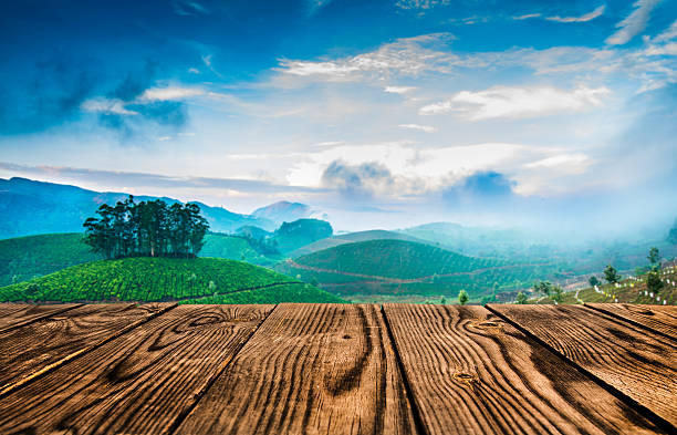 istock Tea plantations in India 499622115