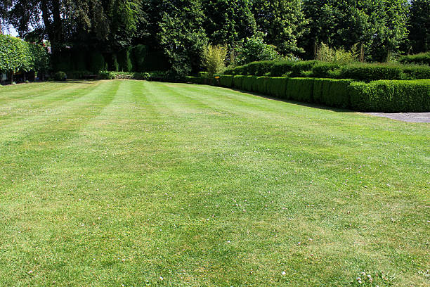 istock Image of green lawn with fine grass, yew hedge topiary 499622371