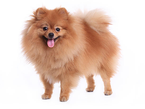istock brown pomeranian dog isolated 499622711