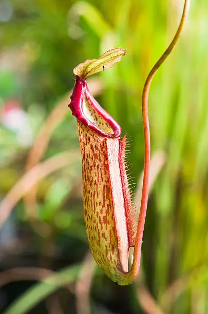 Red Nepenthes plant in asia eat insect flower in forest.