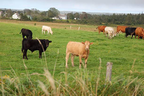 istock Field of cattle 499625702
