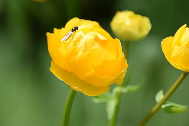 caught in bright sun, a flying insect alights on a bright yellow globeflower