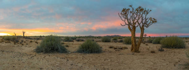 istock Panorama with quivertree in the Kalahari dessert, Namibia 499627000