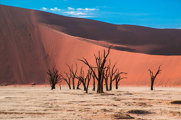 istock Burnt trees in the Deadvlei, Namibia 499627614
