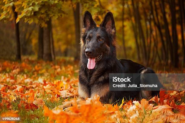 Autumn Portrait Of A German Shepherd Stock Photo - Download Image Now - Dog, Autumn, German Shepherd