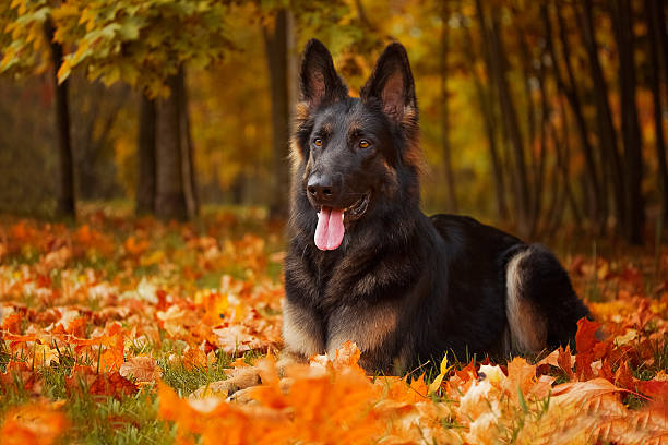 outono retrato de um cão pastor alemão - cão pastor alemão - fotografias e filmes do acervo