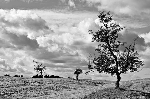 istock Trees silhouetted against an overcast sky. 499628634