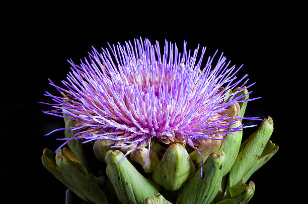 artichoke flower stock photo