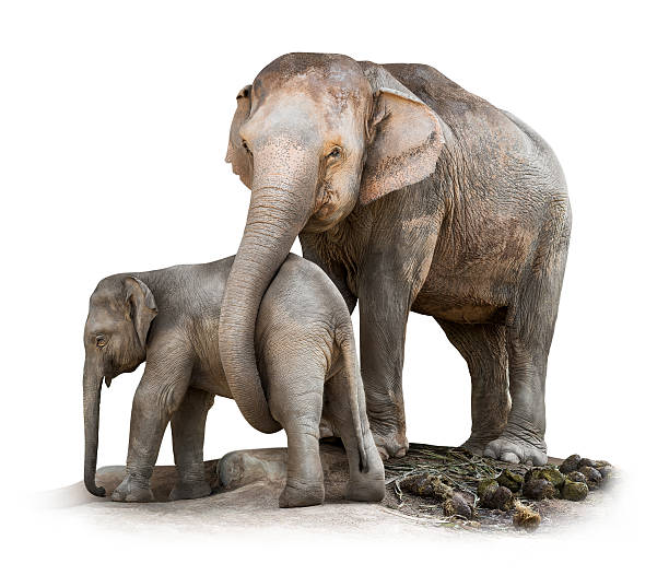 istock Elephant family isolated 499628736