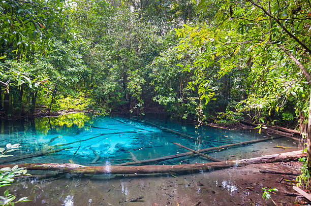 istock Mangrove forests in Krabi Thailand 499629376