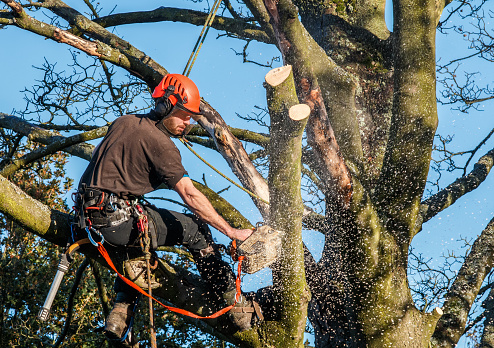 Trre surgeon hangingfrom ropes in the crown of a tree using a chainsaw to cut branches down.  The adult male is wearing full safety equipment.  Motion blur of chippings and sawdust.