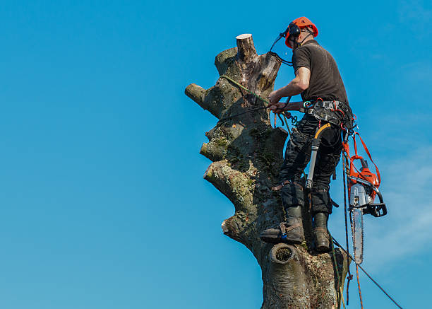 Lumberjack roped working at the top of a tree.