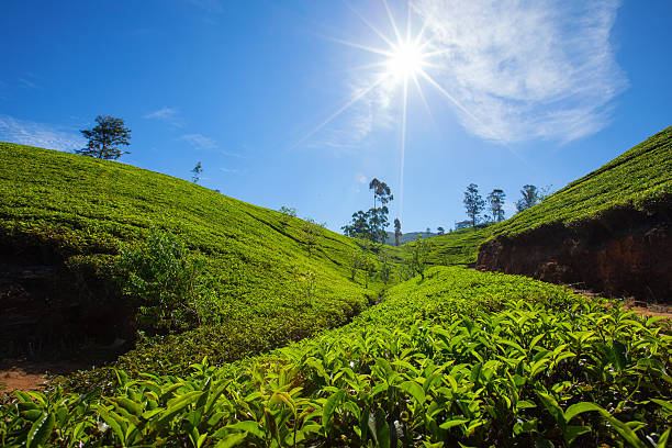 istock Landscape with green fields of tea in Sri Lanka 499629998