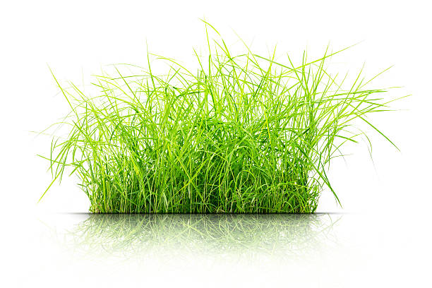 istock Clump of grass isolated 499631812