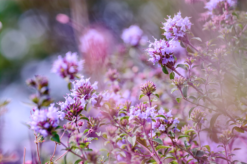Pink flowers of wild oregano
