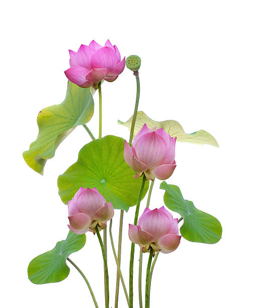istock pink lotus and sun light in blue sky background 499632344