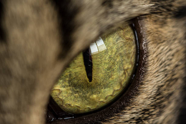 istock Close-up of a cat´s green eye 499632694