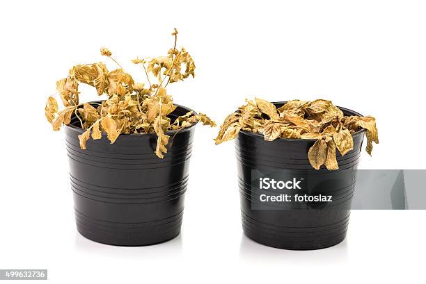 Dead Houseplant Stock Photo - Download Image Now - Dead Plant, Dead, Potted Plant