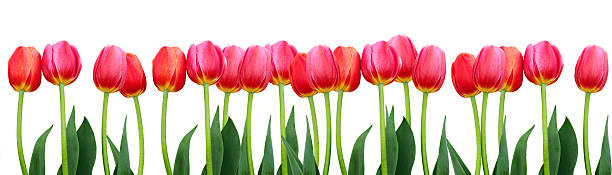 istock Group of flowers pink tulips on white background. 499633882