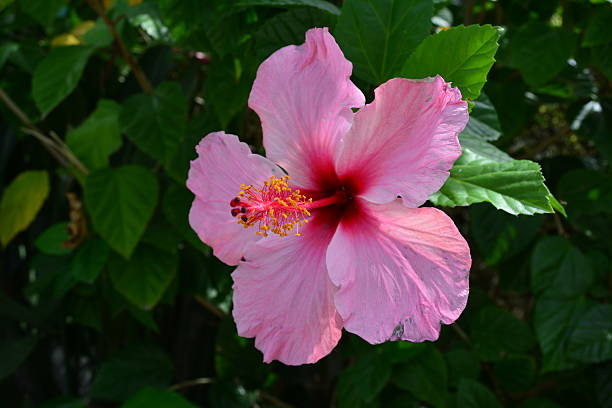 istock Beautiful pink Hibiscus flower 499638907
