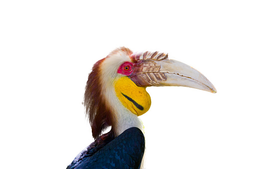 Wreathed Hornbill in the zoo