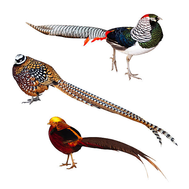 istock Set of Pheasant birds. Isolated over white 499640911
