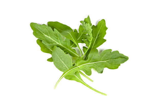 fresh rucola leaves stock photo