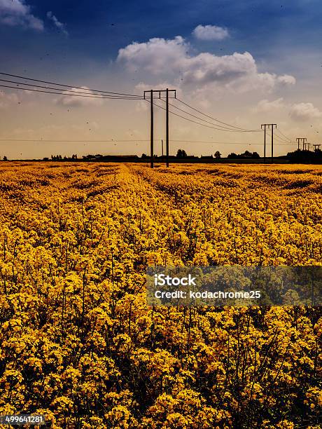 Foto de Culturas e mais fotos de stock de Agricultura - Agricultura, Ajardinado, Amarelo