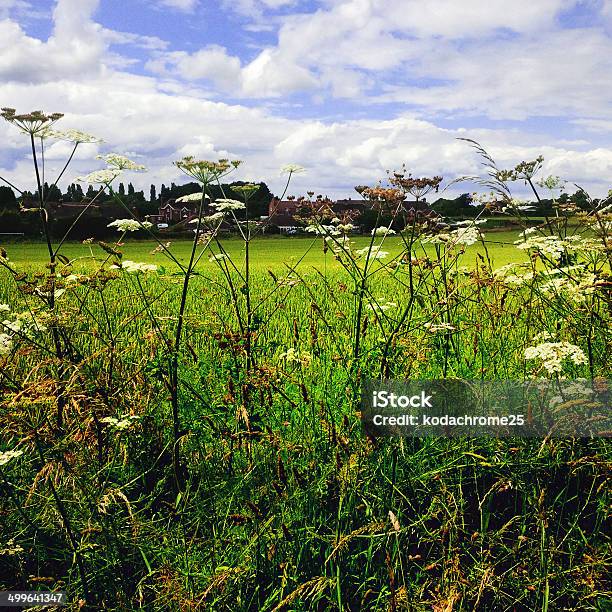 Los Cultivos Foto de stock y más banco de imágenes de Agricultura - Agricultura, Aire libre, Ajardinado