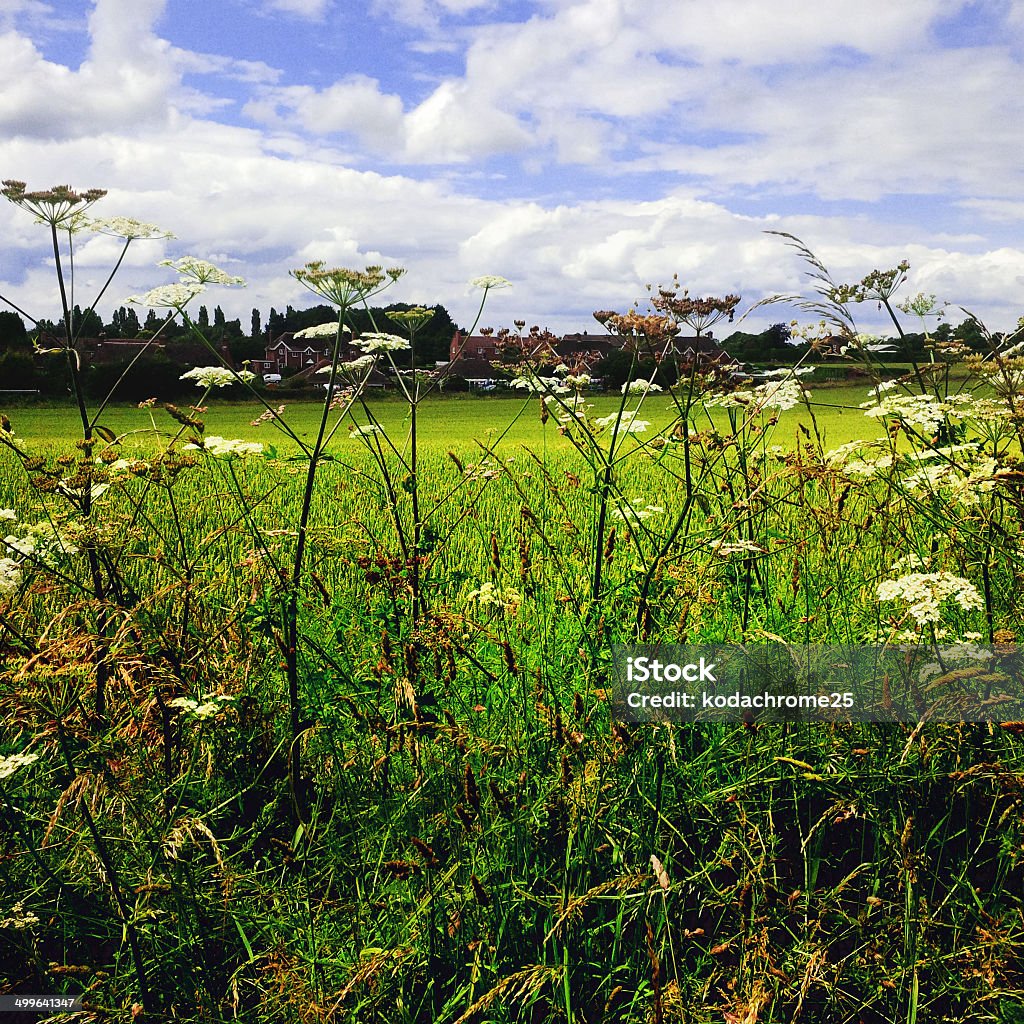 Culturas - Royalty-free Agricultura Foto de stock